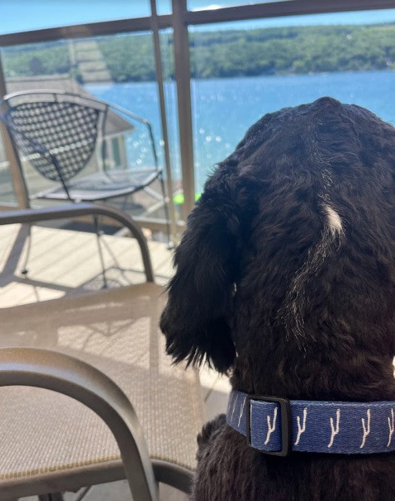 Keuka Blue Dog Collar